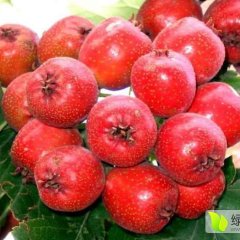 供沂蒙山楂500万斤 大金星、大五棱、歪把红