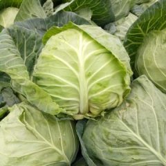 华县甘蓝火爆招商中赤水董瑛飞诚信合作