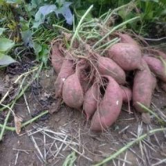 定州红薯红皮白瓤