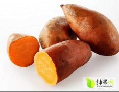 金乡鸡黍王启发10月鲁薯系列红薯