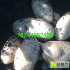 讷河土豆价格适宜,同义高女士诚信合作