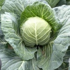 湖北嘉鱼邓自家，甘蓝，大白菜，扁包，莲藕