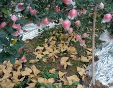 山西临猗纸加膜红富士苹苹果聚焦市场