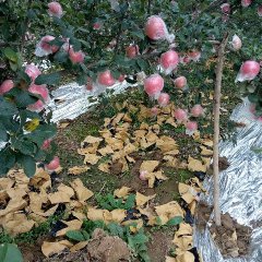 山西临猗纸加膜红富士苹苹果聚焦市场