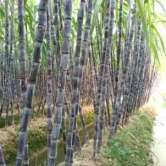 广西博白黑皮果蔗甘蔗价格适宜