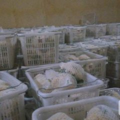 2016沛县花菜品质相当好，面白