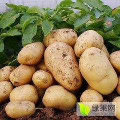 岚县土豆价格行情平稳,普明刘红珍诚信合作