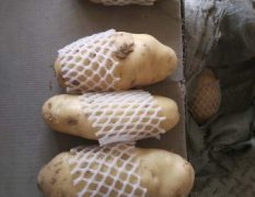 惠民土豆名优产品大面积种植荷兰土豆