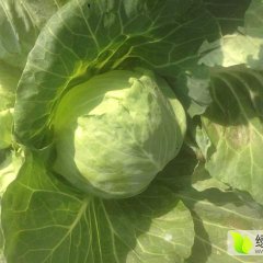 江苏铜山美味甘蓝价格适宜