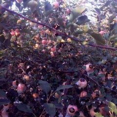 山西临猗红富士苹果火热上市