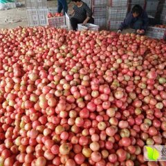 东昌府西红柿种植万余亩，供货量充足