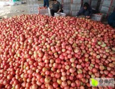 东昌府西红柿种植万余亩，供货量充足