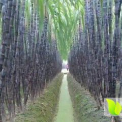 广西玉林市博白县9月黑皮果蔗甘蔗