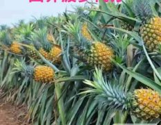 广东徐闻金钻十七号凤梨菠萝著名品种