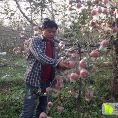 2019年运城临猗北辛乡黄土高坡膜袋红富士苹果