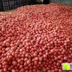 河南牧野硬粉西红柿著名品牌