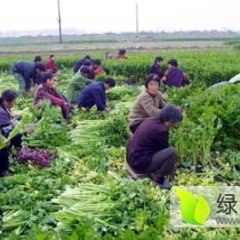 山东禹城美国西芹大量上市了