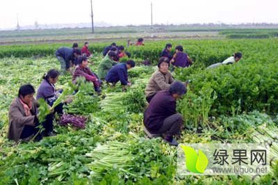 2013年山东禹城美国西芹价格