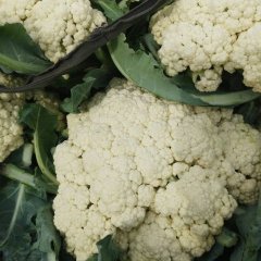 博爱现在有机花菜开始大量上市