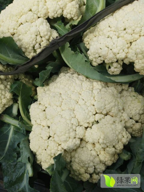 2017年河南博爱白面青梗松花菜价格