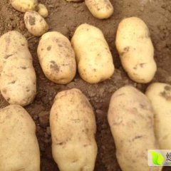 山东平度荷兰十五土豆，可包亩，有场地，