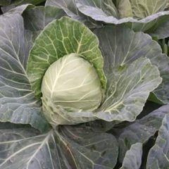 河北献县优质甘蓝30亩，青亮甜翠