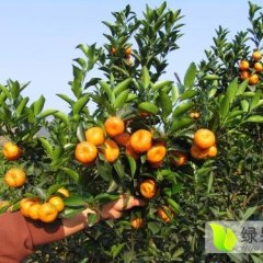 荔浦沙糖桔火爆招商中沙糖桔交易所诚心合作