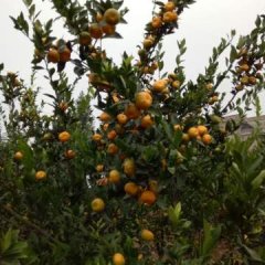 永州市江永县回龙圩柑橘种植基地，