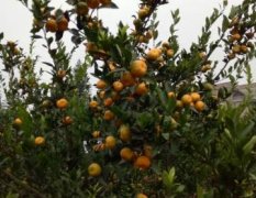 永州市江永县回龙圩柑橘种植基地，