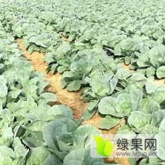 湖南岳阳君山大量供应甘蓝白菜等