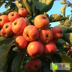 清河山楂已成熟上市，个大色好