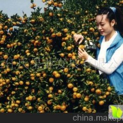 南丰洽湾胡建国贡桔代办