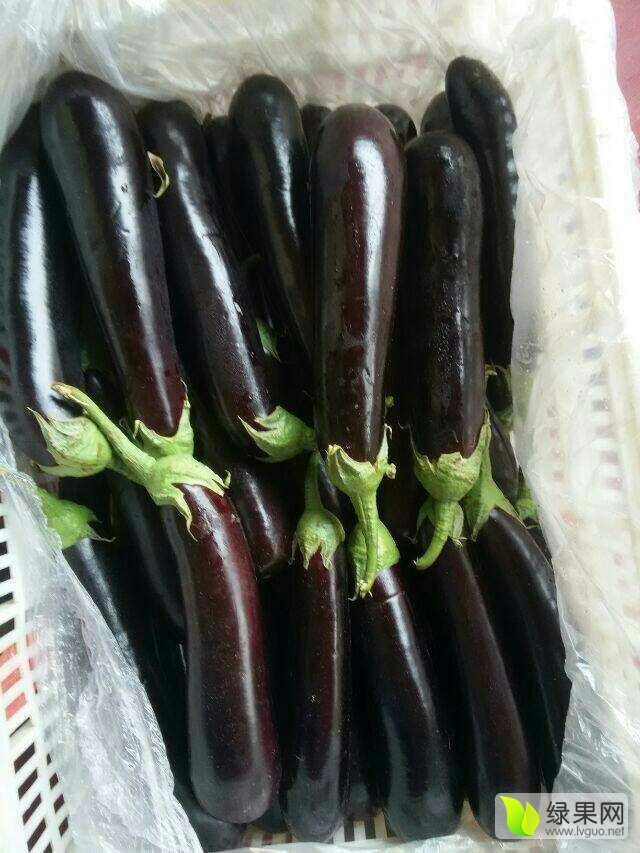 鲁西南长茄基地,主产布利塔长茄_茄子价格行情_蔬菜商情网