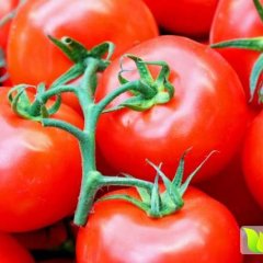 寿光西红柿假一赔十稻田张廷良诚信合作