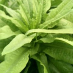 襄城其他蔬菜价格适宜,山头贾国军诚信合作