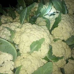 2016沛县白面青梗花菜大量上市，个大面白