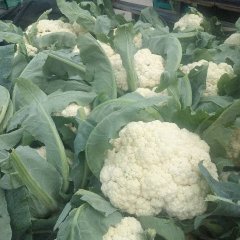 博爱本地西兰花，白菜花，青梗松花