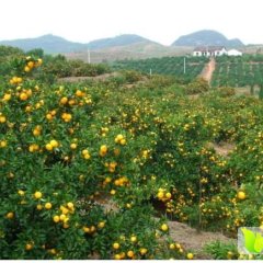 南丰洽湾吴建军10月南丰蜜桔柑橘