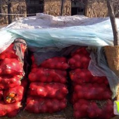 禹城南瓜量特别大 大棚吊着生长