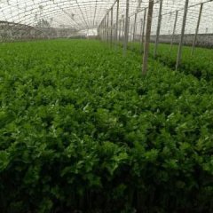 乐亭大相各庄乡本地区正值芹菜收获季节