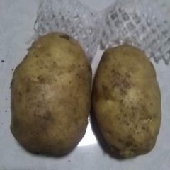 山东金乡库存土豆大量出库