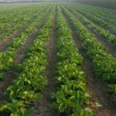 2016即墨甘蓝今年价格有看点