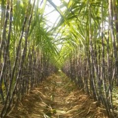 商丘市睢阳区娄店乡黑皮甘蔗大量上市