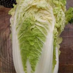 河南夏邑娃娃菜小白菜火热上市