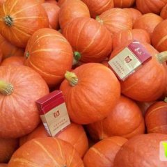 禹城大棚南瓜 优质金丹都红南瓜