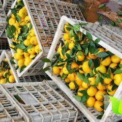 新余渝水区蜜桔柑橘口感好，化渣