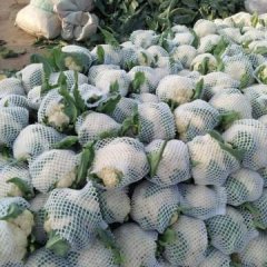 昌黎菜花 我处菜花已经开始大量上市了