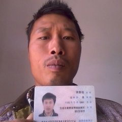 2016新野甘蓝俏销大江南北