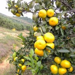 2016湖南江永迥峰蜜桔