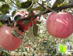 正宗洛川红富士苹果，天然，无公害
